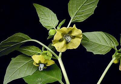 Immune Health Meal Topper For Dogs & Cats