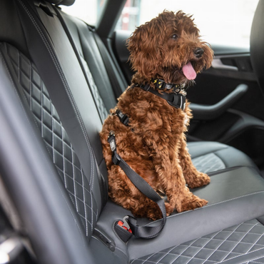 Pet Seat Belt Tether Black