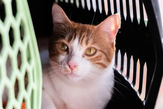 How to Choose The Best Pet Carrier