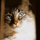 Curious Cat Tree