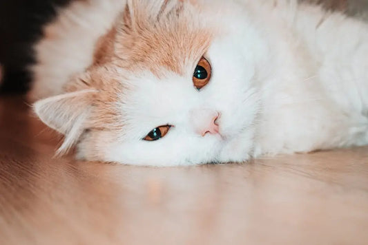 Summer Solutions for a Cool Cat: Keeping Your Feline Comfortable