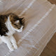 Best Type and Space to located your Pet Bed