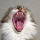 When to take your cat to the vet