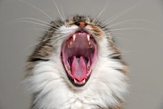 When to take your cat to the vet