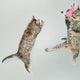 12 Fun and Engaging Scratch Post Activities for Cats