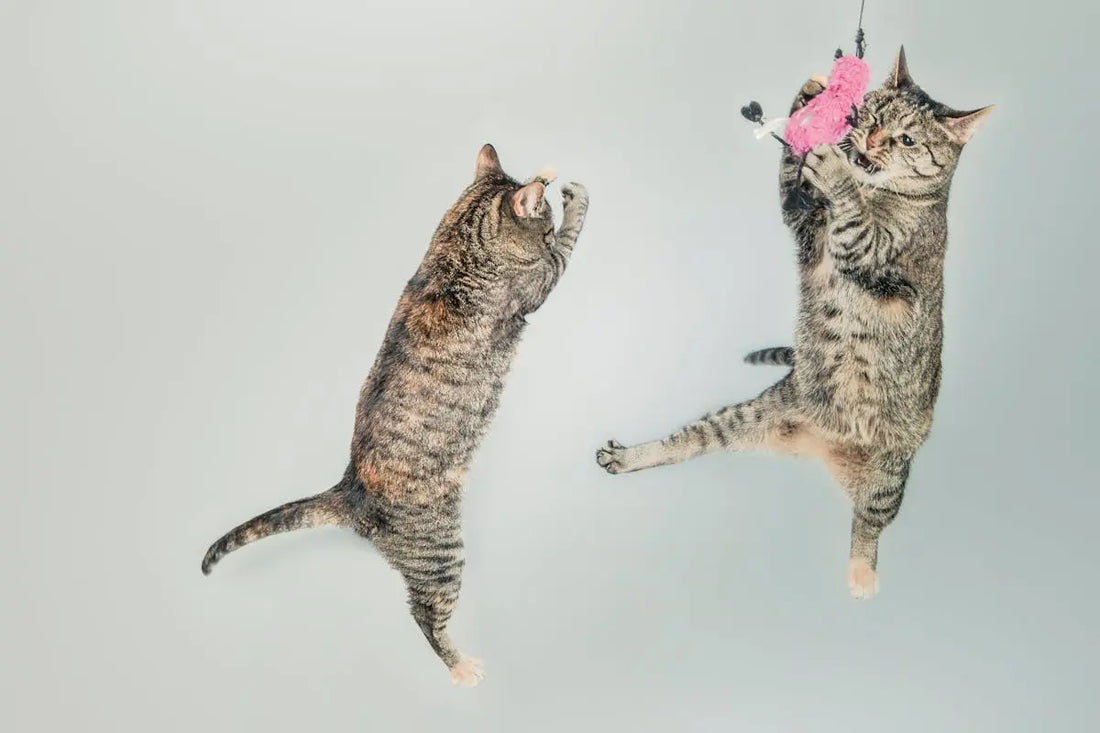 12 Fun and Engaging Scratch Post Activities for Cats