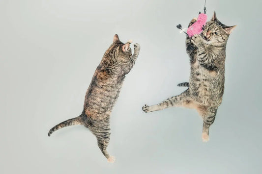 12 Fun and Engaging Scratch Post Activities for Cats