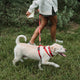 Summer Pet Safety
