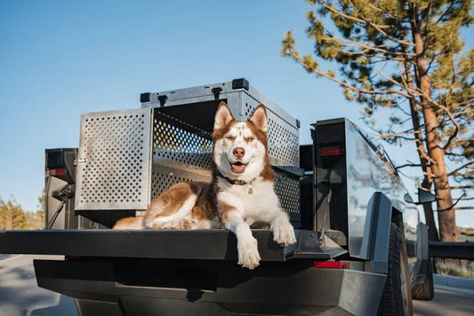 From Park Adventures to Car Rides: Prioritizing Automotive Pet Safety