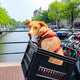 Ensuring Safety and Comfort for Your Pet: Tips for Using a Backpack Pet Carrier