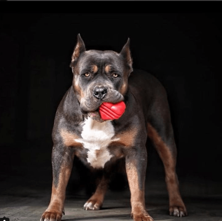 Heart on a String Ultra-Durable Durable Rubber Chew Toy