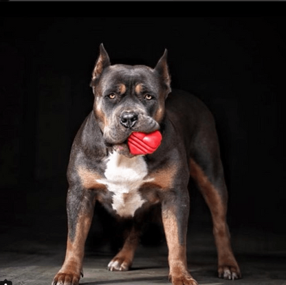 Heart on a String Ultra-Durable Durable Rubber Chew Toy