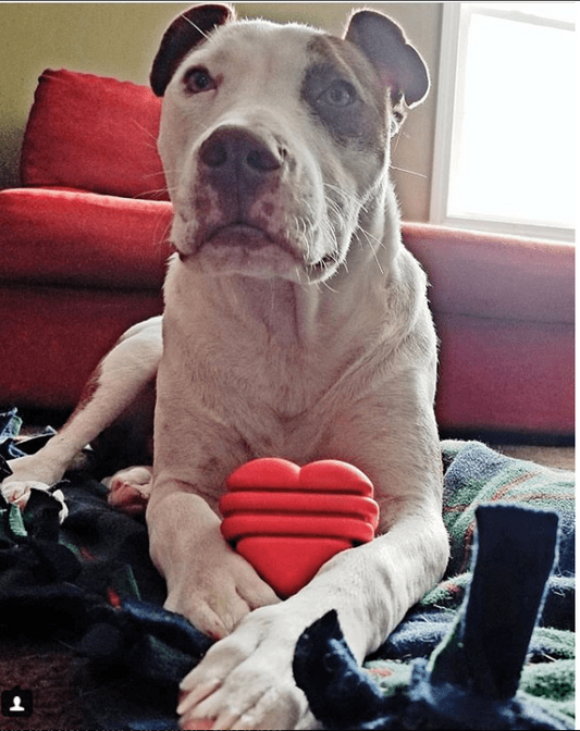 Heart on a String Ultra-Durable Durable Rubber Chew Toy