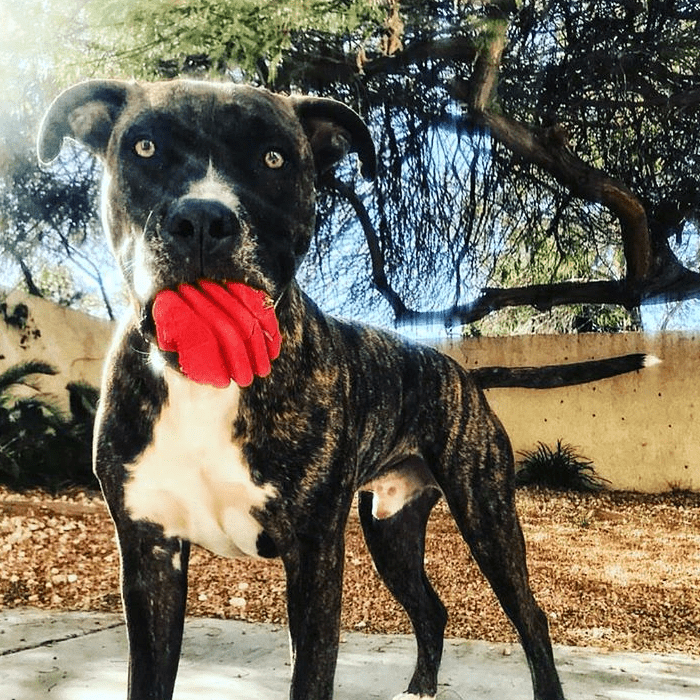 Heart on a String Ultra-Durable Durable Rubber Chew Toy
