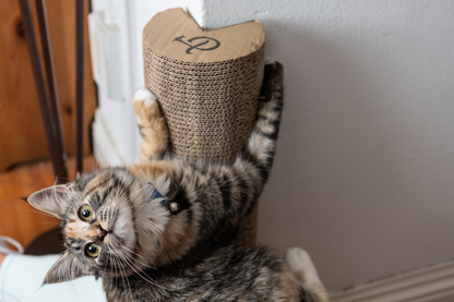 Kitty Corner Scratching Post (2 pieces)